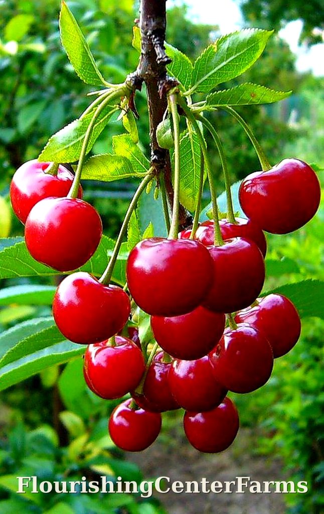 flourishingcenterfarms cherries hd