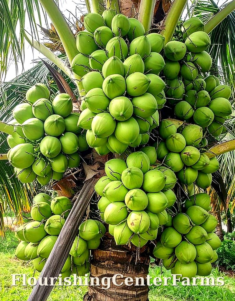 flourishingcenterfarms coconut2 hd