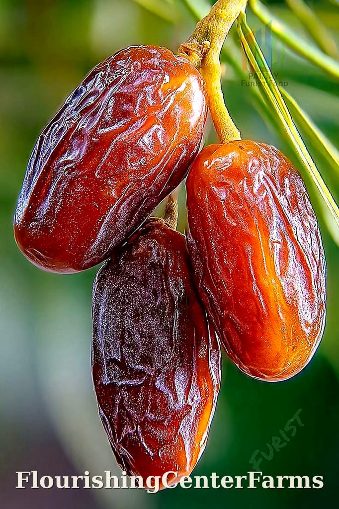 flourishingcenterfarms dates hd
