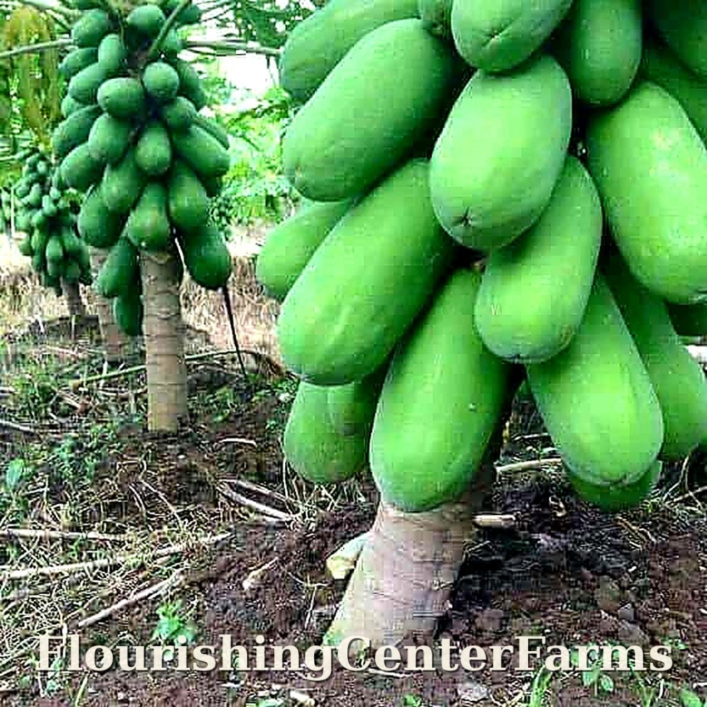 flourishingcenterfarms papaya hd