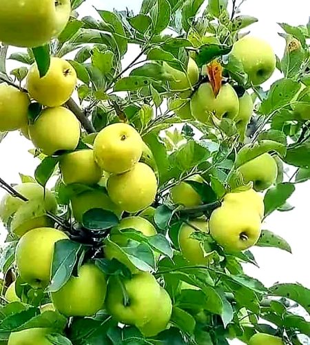 About flourishingcenterfarms apple hd