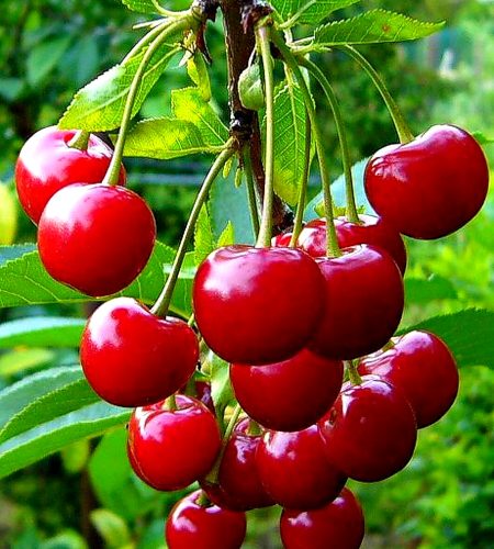 About flourishingcenterfarms cherries hd