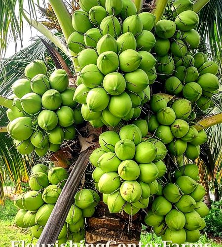 About flourishingcenterfarms coconut2 hd