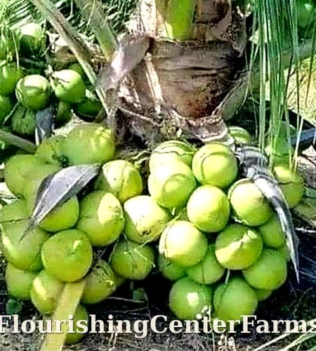 About flourishingcenterfarms coconut hd