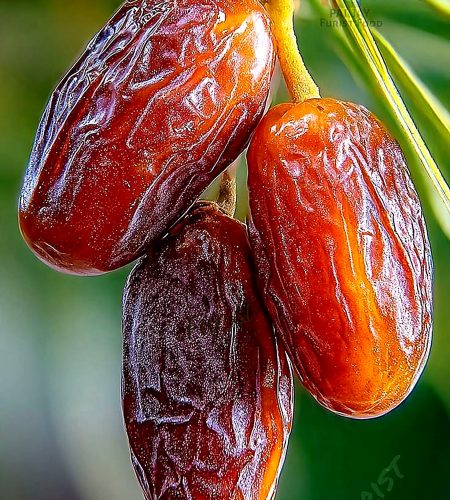 About flourishingcenterfarms dates hd