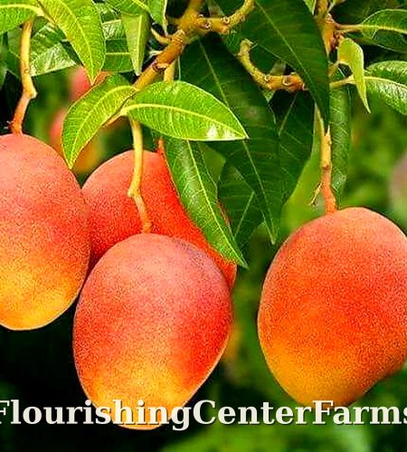 About flourishingcenterfarms mango hd