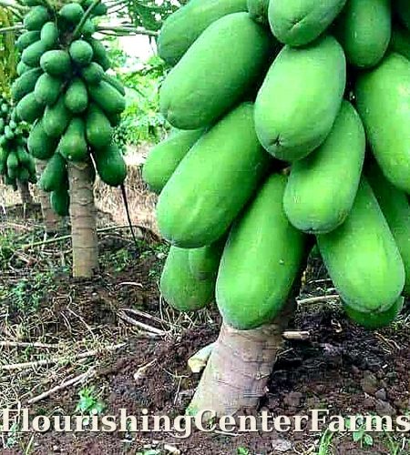 About flourishingcenterfarms papaya hd